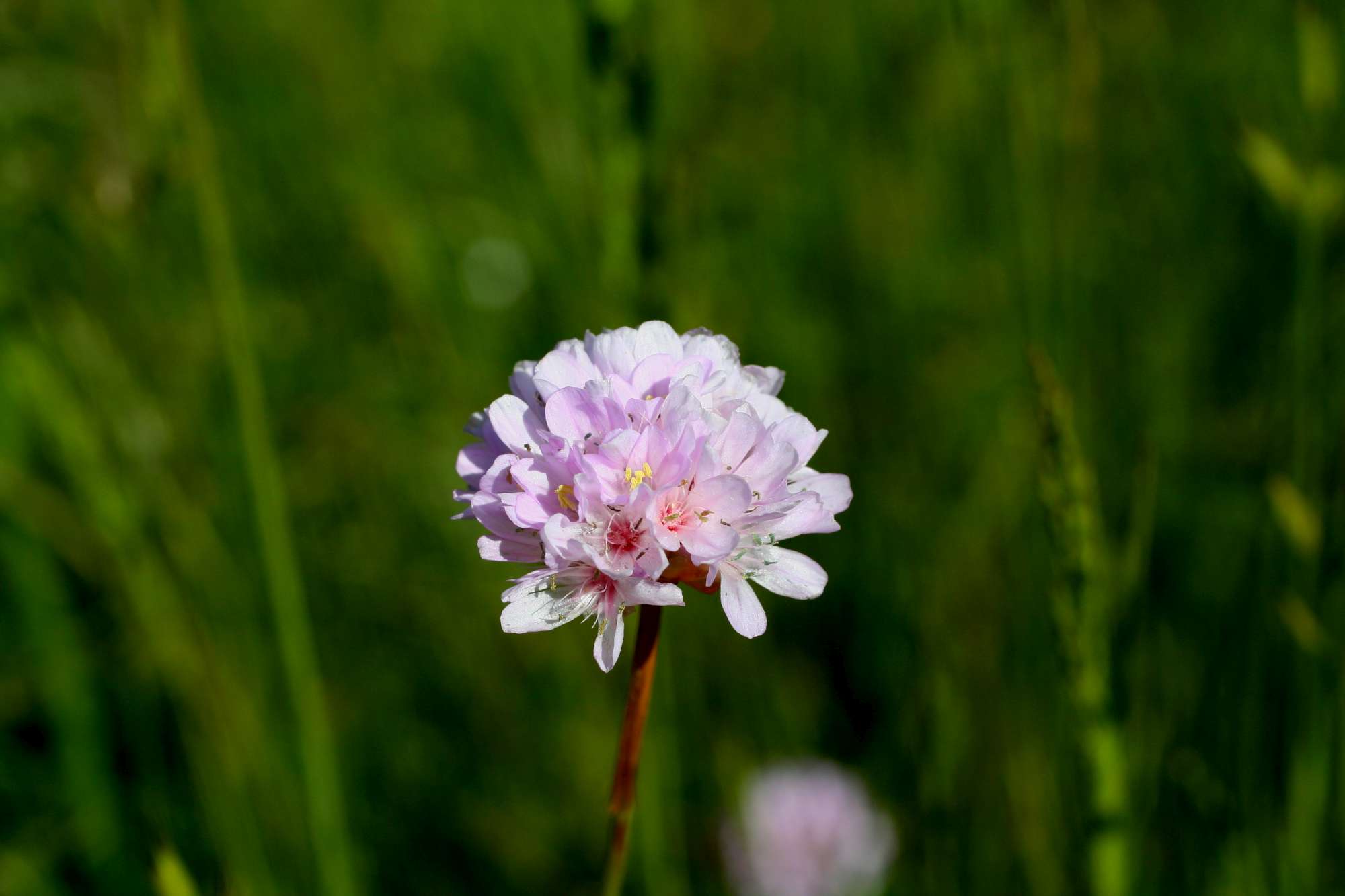 Da identificare 4 - Armeria sp.